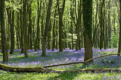 Bluebells